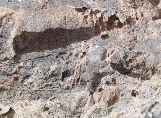 Impronte di fossili